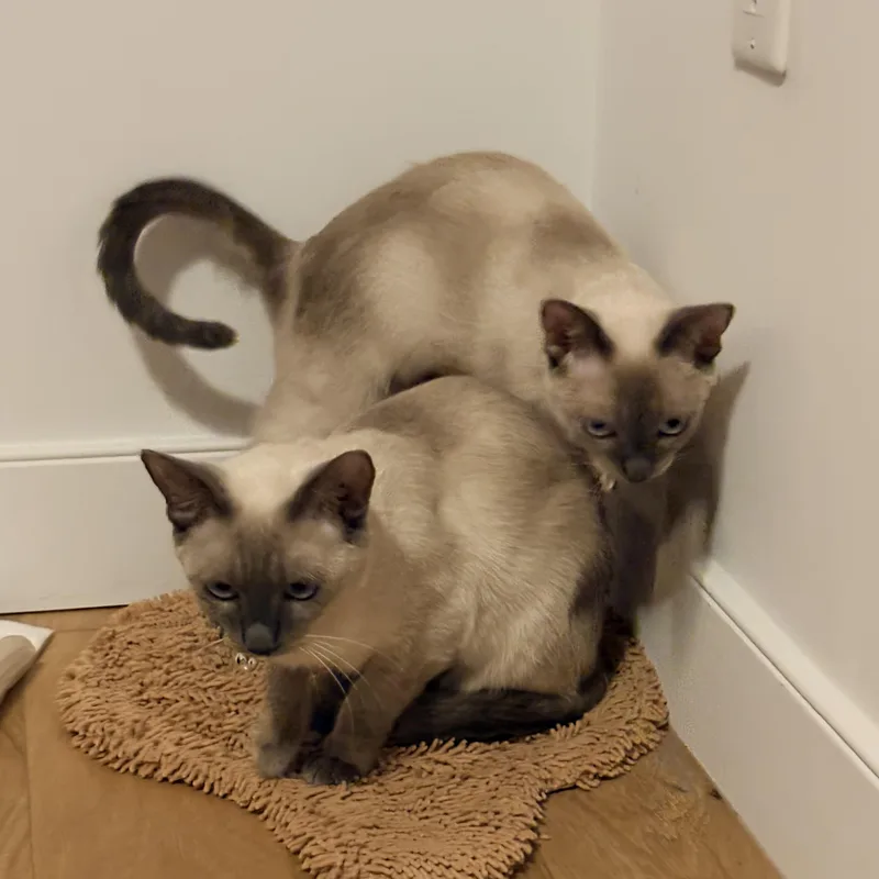 Hershey and Galaxy thumbnail 3