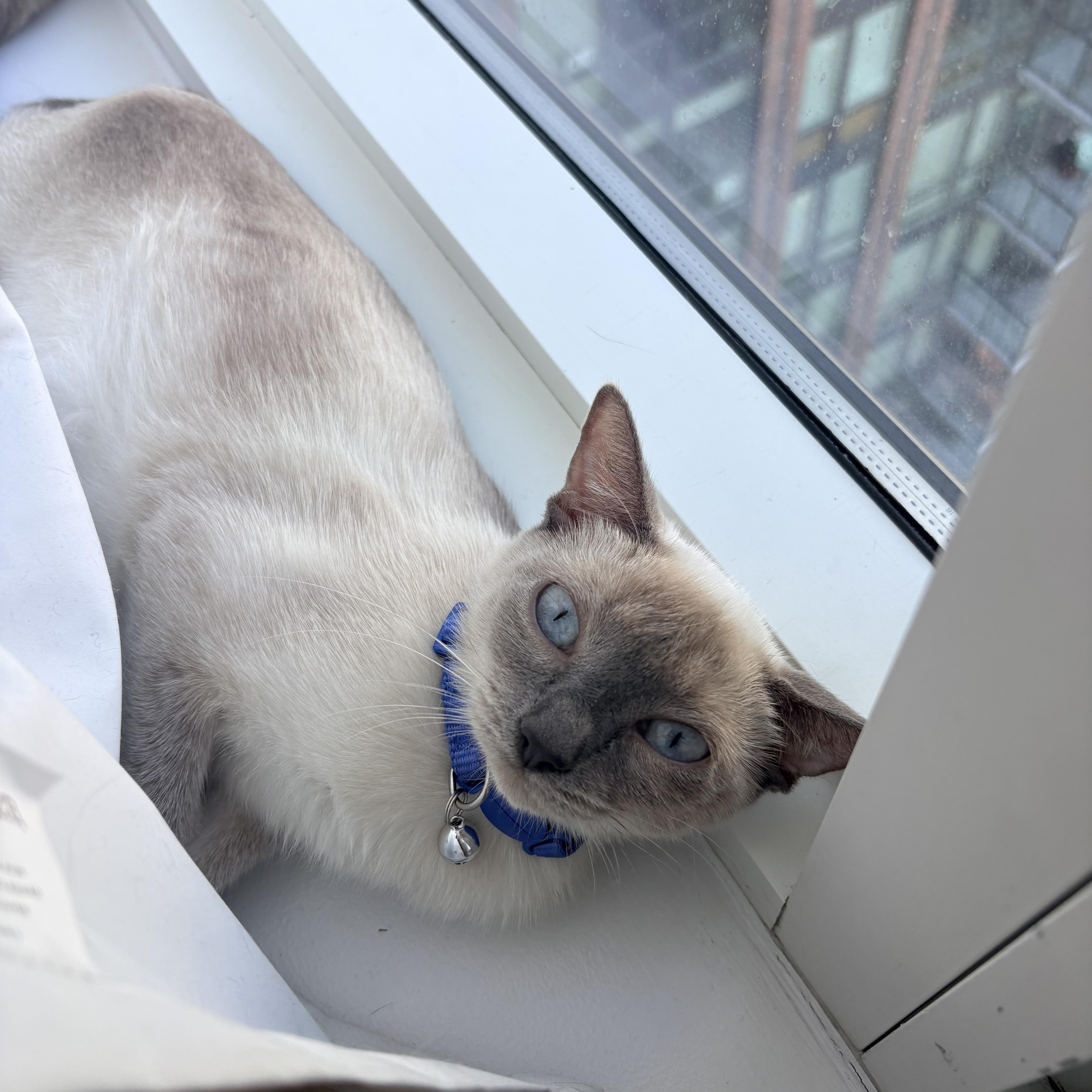 Hershey and Galaxy thumbnail 5