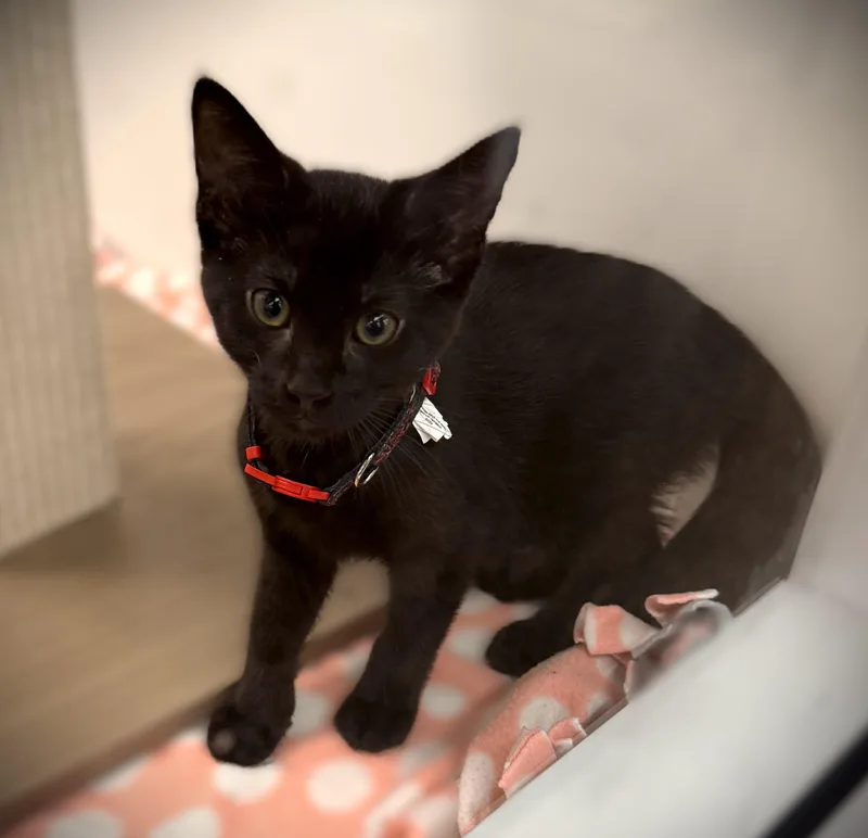 A baby small-sized male Black Domestic Short Hair cat named Gomez for adoption in Mankato, MN