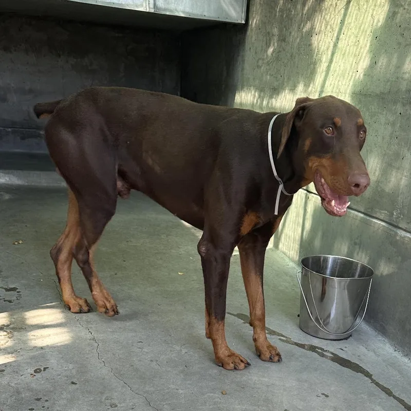 An adult large-sized male Brown / Chocolate Doberman Pinscher dog named Phoenix for adoption in Pasadena, CA