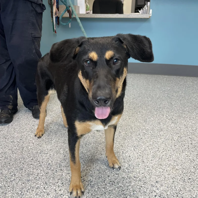 An adult medium-sized female Doberman Pinscher dog named Blair for adoption in Gladstone, MO
