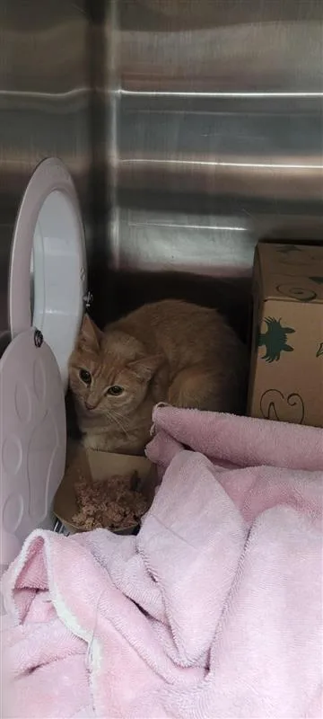 An adult small-sized female Domestic Short Hair cat named Princess Peach for adoption in West Chester, PA
