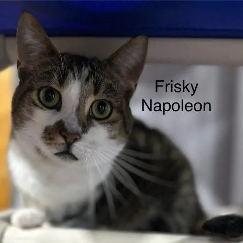 Frisky Napoleon thumbnail 5