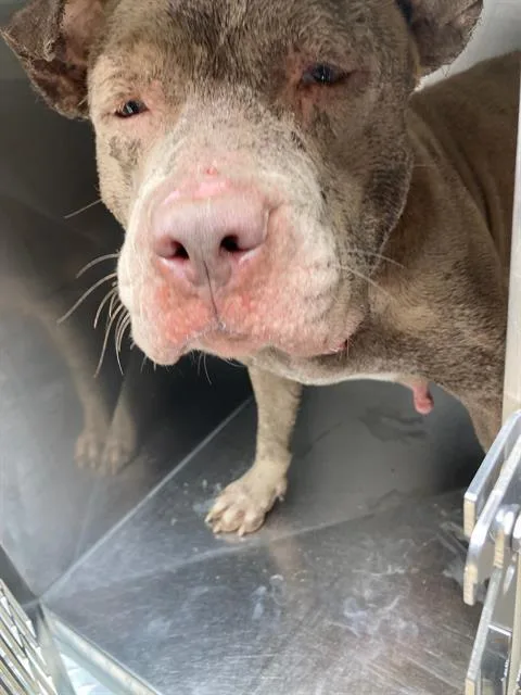 An adult large-sized female Pit Bull Terrier dog named Gina for adoption in Dallas, TX