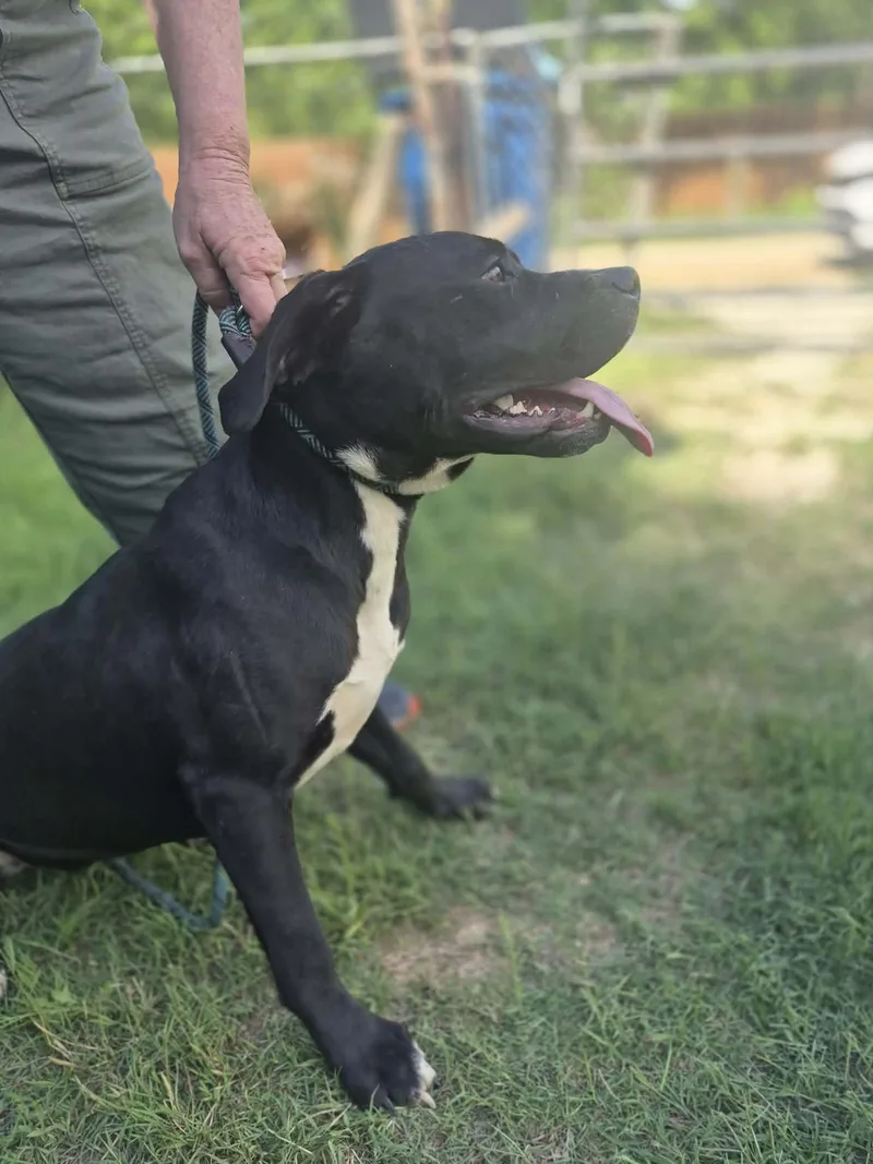 A baby large-sized female Cane Corso dog named Tiana for adoption in Media, PA