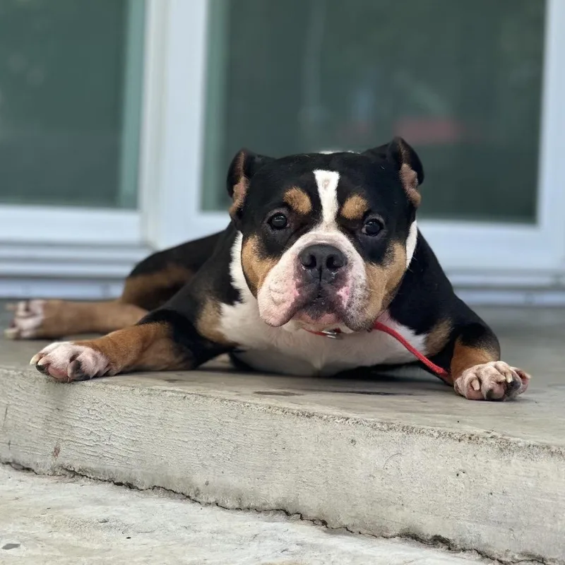 An adult medium-sized female Black English Bulldog dog named Gabby Fox for adoption in Keaau, HI