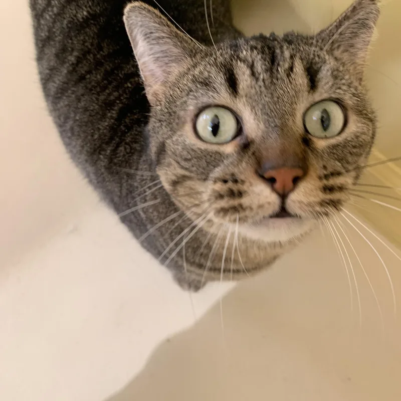 An adult medium-sized male Tabby (Brown / Chocolate) Domestic Short Hair cat named Bb for adoption in Keokuk, IA
