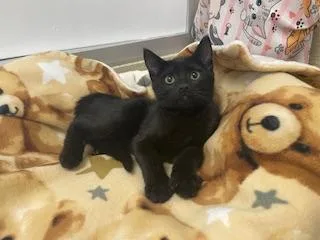 Onyx