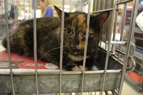A senior small-sized female Domestic Short Hair cat named Bailey for adoption in Pontiac, MI
