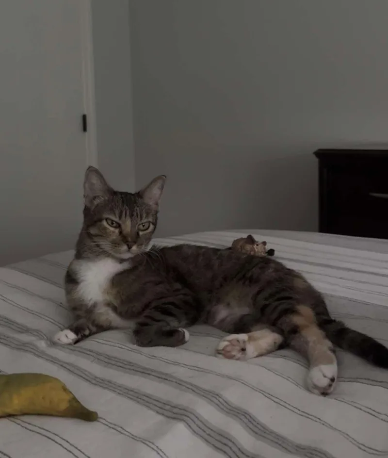Mya