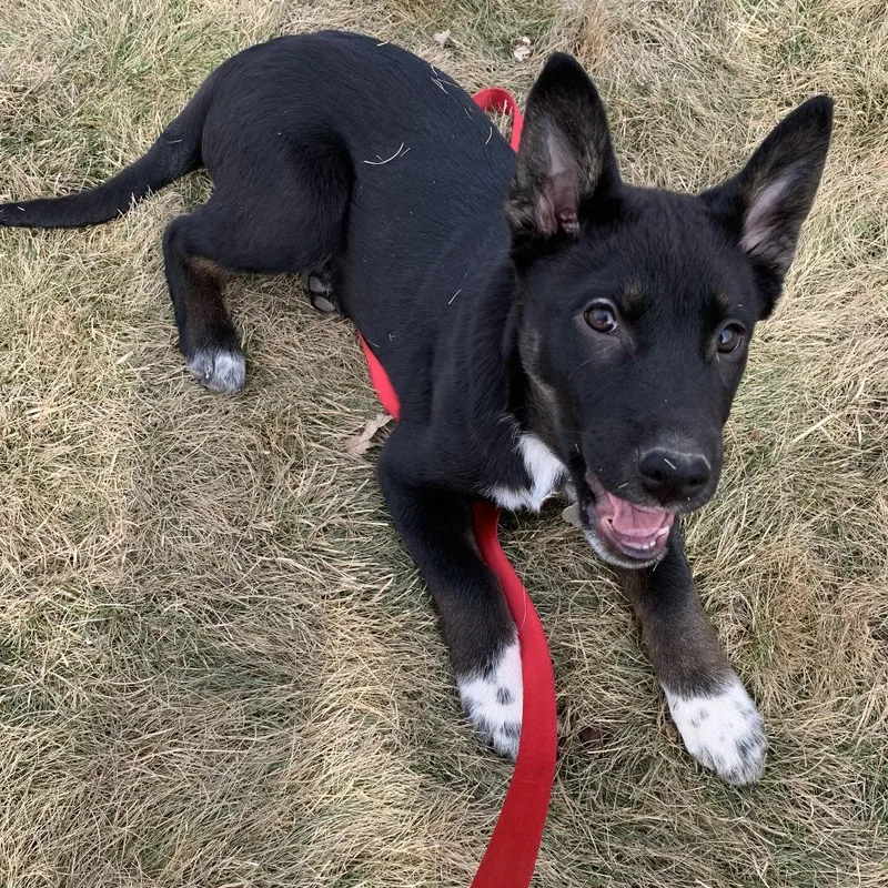 Crazy Eights thumbnail 2