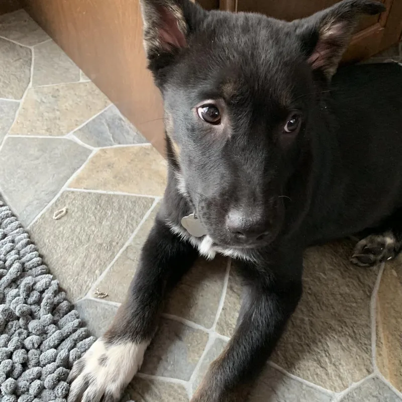 Crazy Eights thumbnail 3