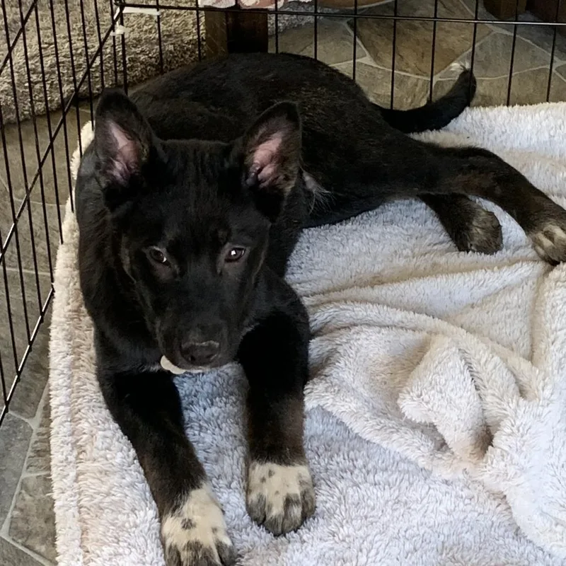 Crazy Eights thumbnail 4