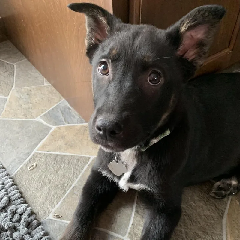 Crazy Eights thumbnail 5