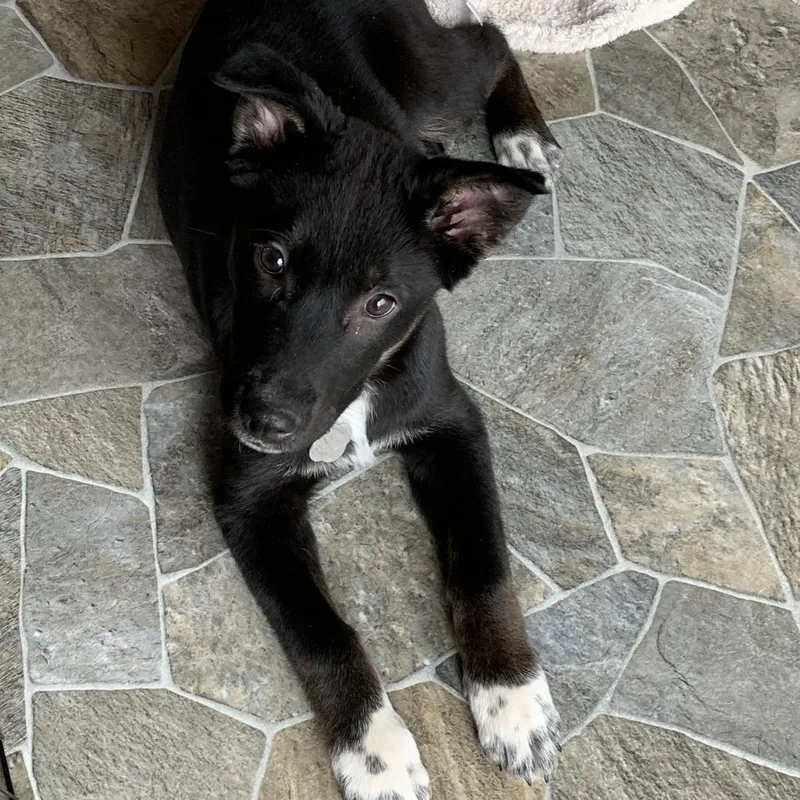 Crazy Eights thumbnail 6