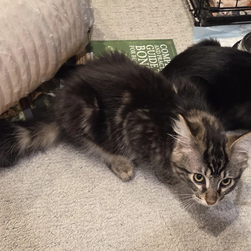 A baby small-sized male Tabby (Brown / Chocolate) Domestic Short Hair cat named Wren for adoption in Rochester Hills, MI