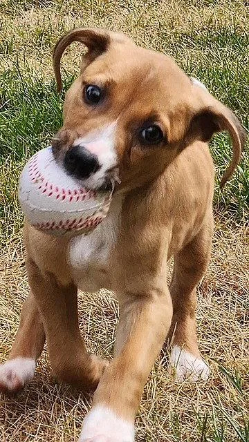 A baby medium-sized female Beagle dog named Hazel for adoption in North Prairie, WI
