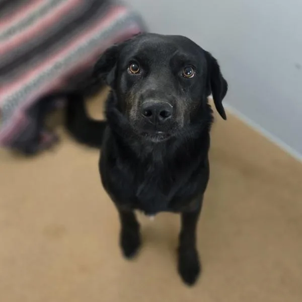 Enzo