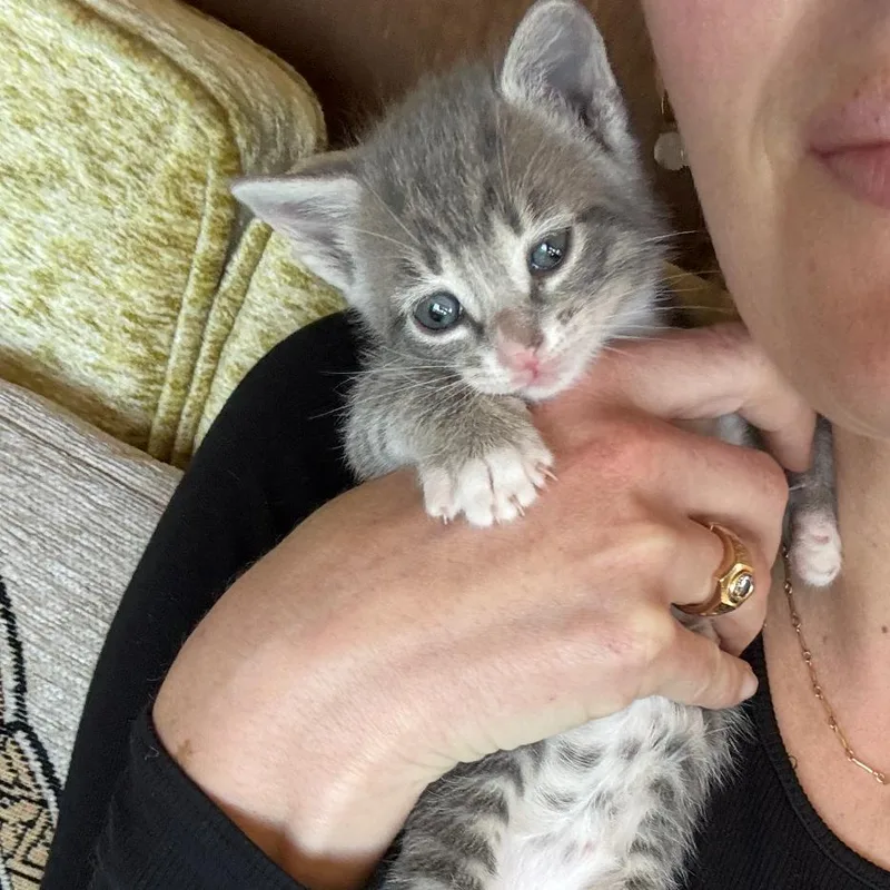 A baby small-sized female Gray / Blue / Silver Domestic Short Hair cat named Saffron for adoption in Point Richmond, CA