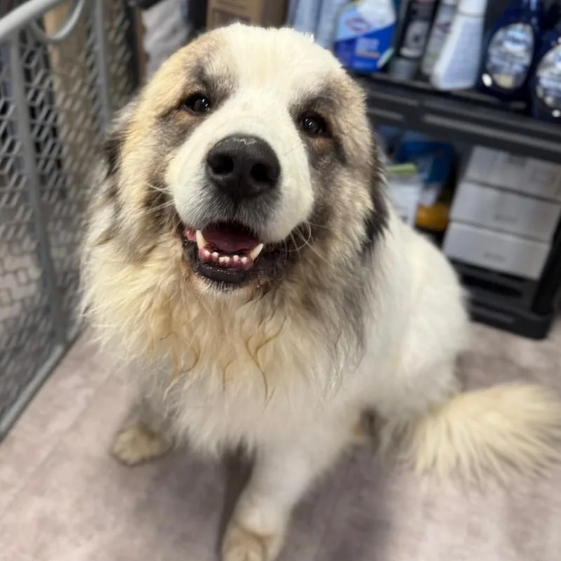 An adult extra large-sized male Great Pyrenees dog named Duke for adoption in Medinah, IL