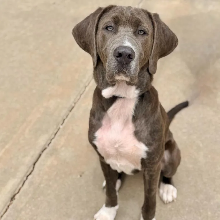 A young large-sized female Gray / Blue / Silver Great Dane dog named Sally for adoption in Mead, CO