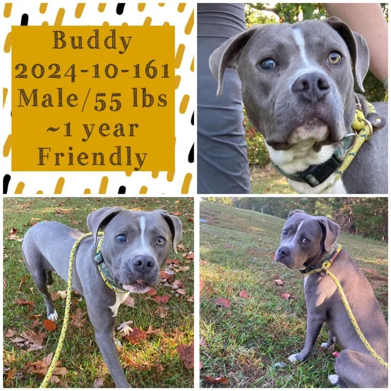 A young medium-sized male Pit Bull Terrier dog named Buddy for adoption in Winder, GA