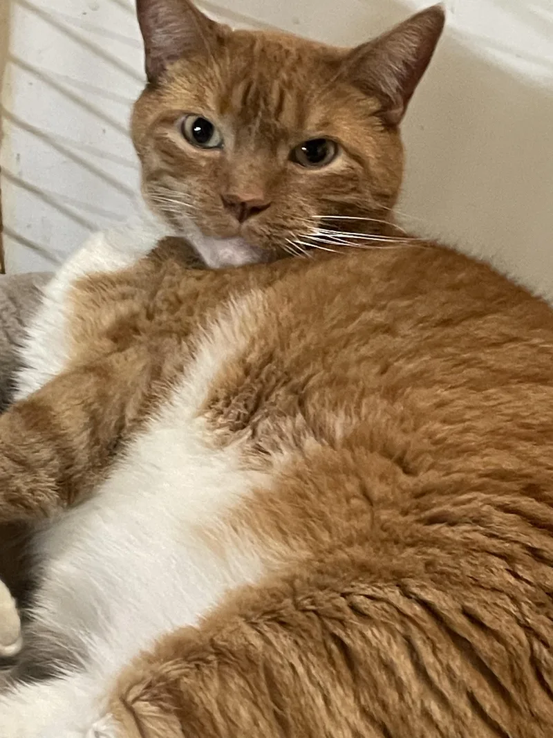 An adult large-sized male Domestic Short Hair cat named Danny for adoption in Billings, MT