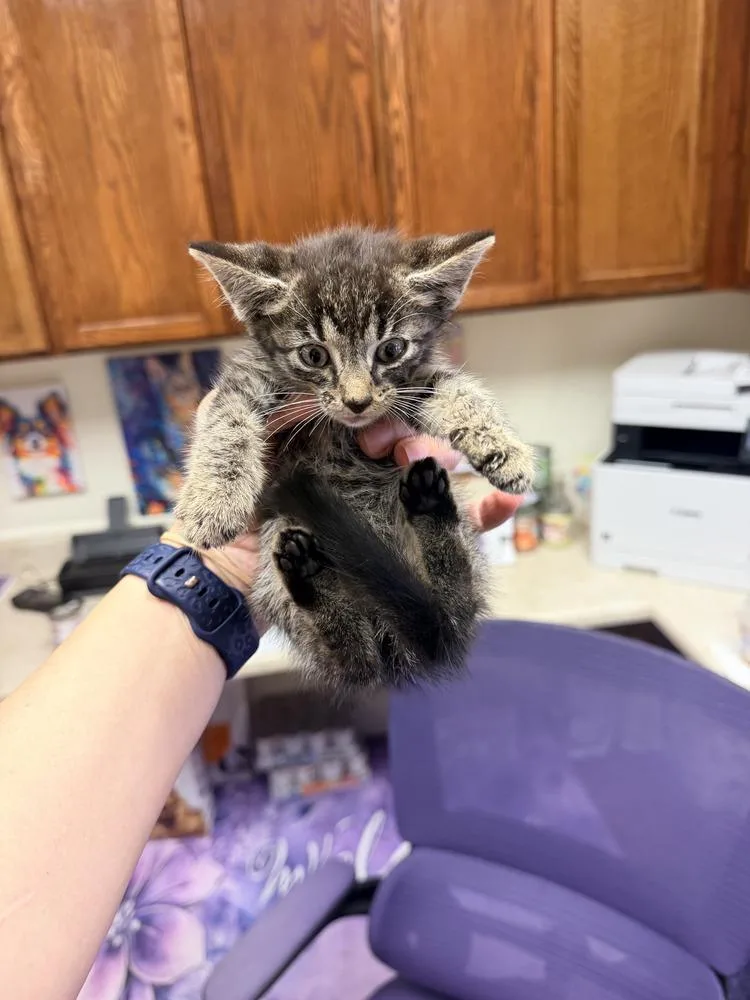 A baby medium-sized female Brown / Chocolate Domestic Short Hair cat named Toyota for adoption in Ocala, FL
