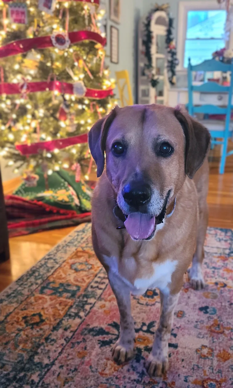 Gunner Dixon thumbnail 3