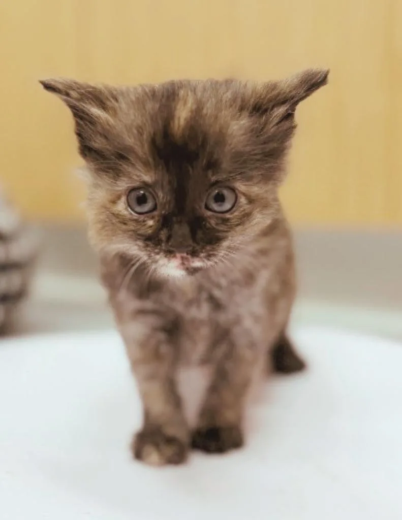 A baby small-sized female Domestic Medium Hair cat named Alice for adoption in Hartsville, SC