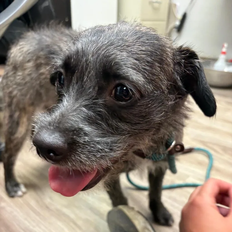 A young small-sized female Sable Terrier dog named Mila for adoption in San Jacinto, CA