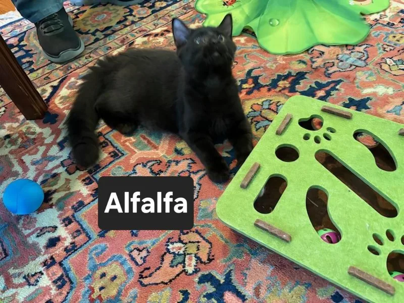 A baby small-sized male Black Domestic Short Hair cat named Alfalfa for adoption in Wilson, NC