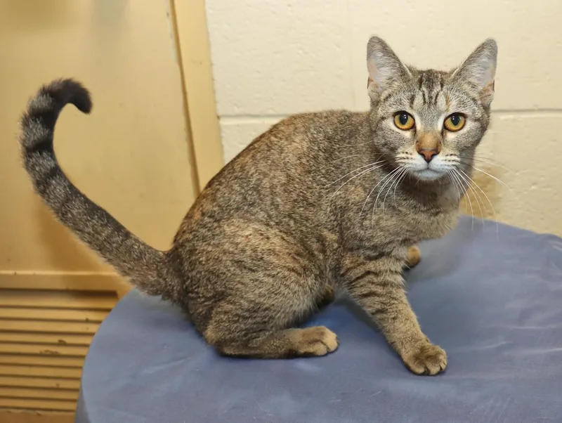 A young medium-sized female Tabby (Brown / Chocolate) Domestic Short Hair cat named Isla for adoption in Euclid, OH