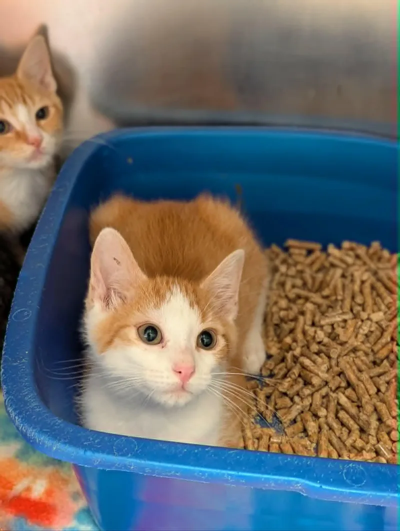 A baby medium-sized male Orange & White Domestic Short Hair cat named Professor Archimedes for adoption in Chambersburg, PA