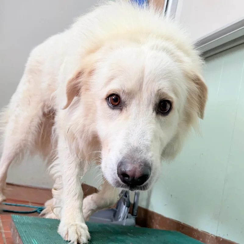 An adult medium-sized female Great Pyrenees dog named Angel for adoption in West Point, MS