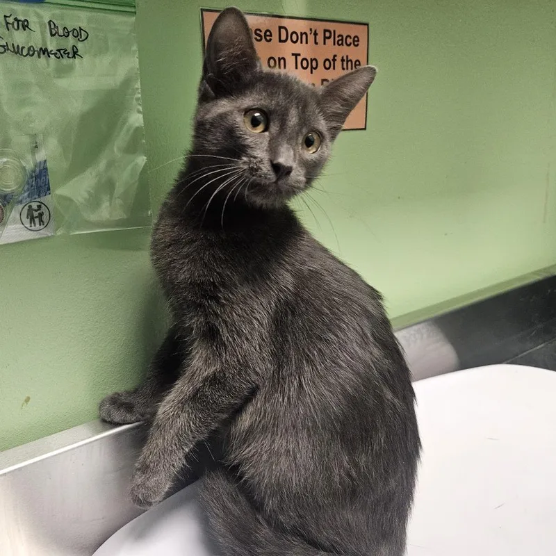 A baby small-sized female Gray / Blue / Silver Domestic Short Hair cat named Jeni for adoption in Austin, TX