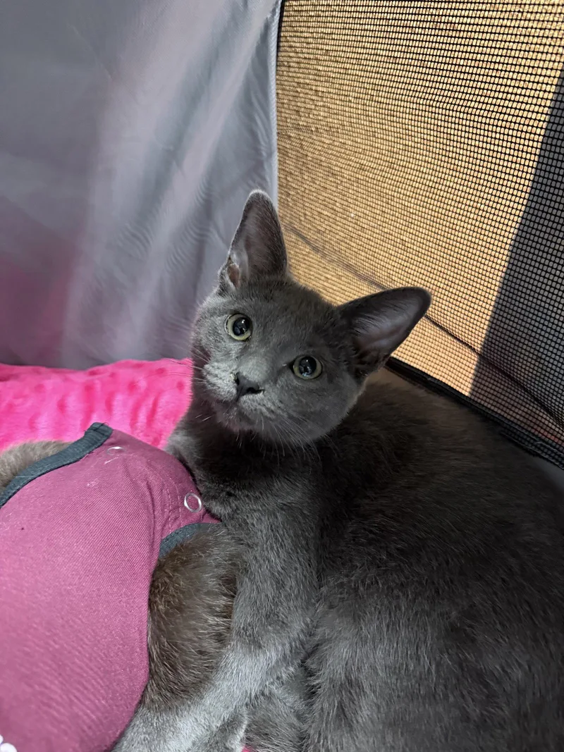 A baby medium-sized male Gray / Blue / Silver Domestic Short Hair cat named Neko for adoption in Seal Beach, CA
