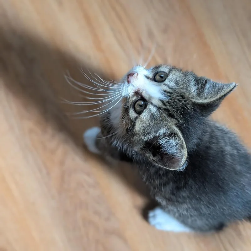 A baby small-sized female Brown / Chocolate Domestic Short Hair cat named Kiki Boots for adoption in Delaware, OH