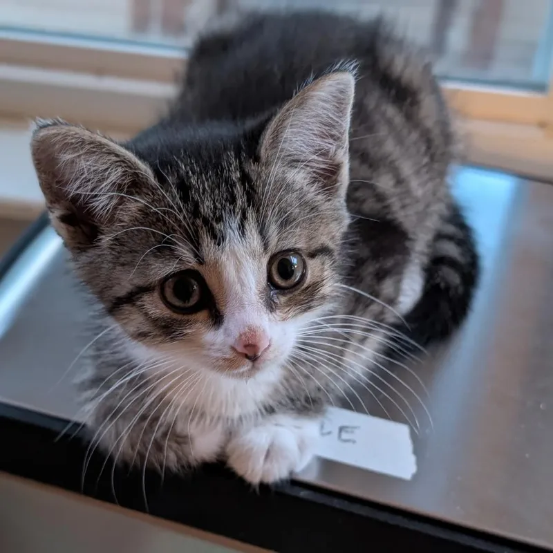 Kiki Boots thumbnail 3