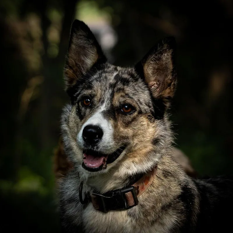 An adult medium-sized female Merle (Blue) Australian Shepherd dog named Utah for adoption in Ringwood, IL