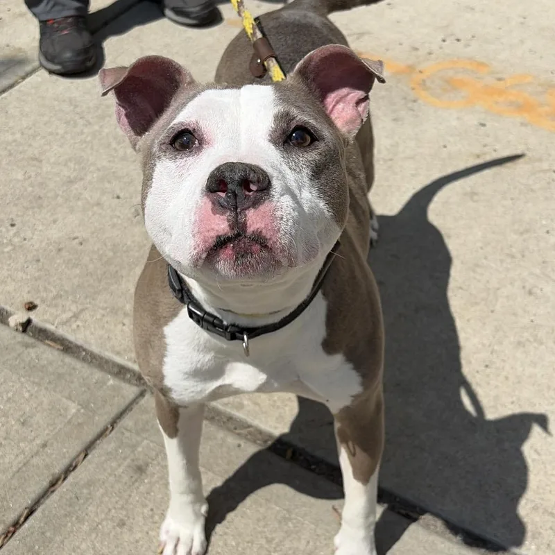 A senior medium-sized female Brown / Chocolate Pit Bull Terrier dog named Princess for adoption in Newark, NJ