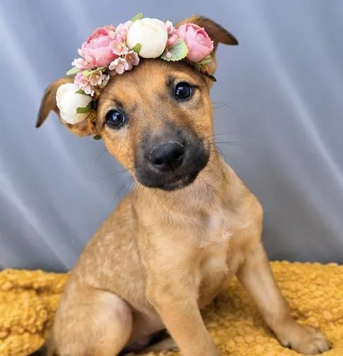 A baby medium-sized female Golden German Shepherd Dog dog named Bubbles for adoption in Foley, AL