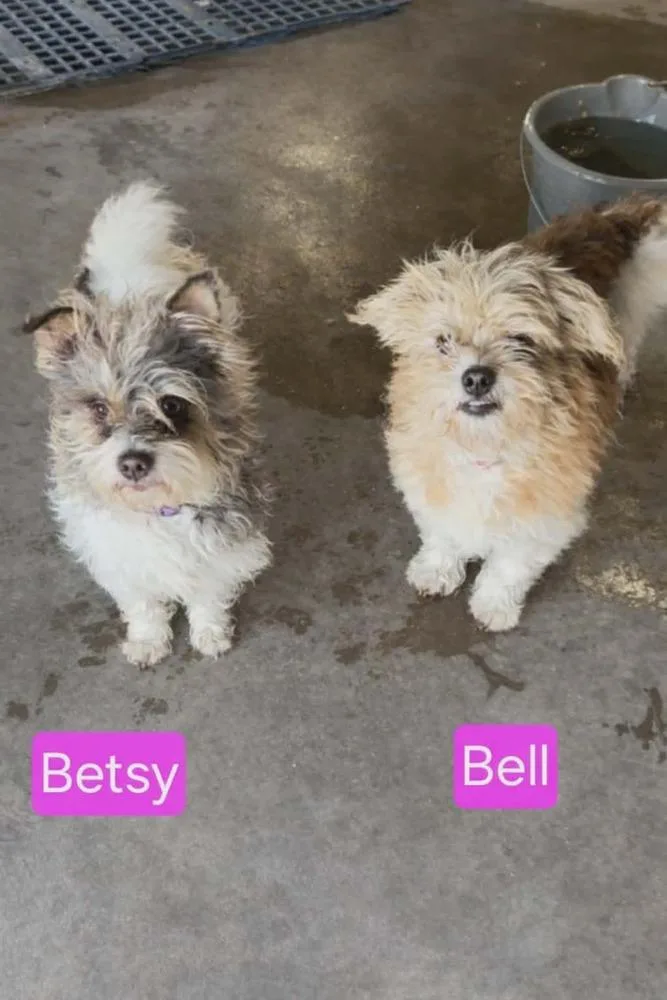 Bell Blossom thumbnail 2