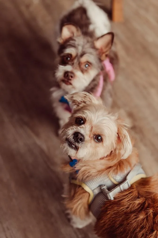 Bell Blossom thumbnail 3