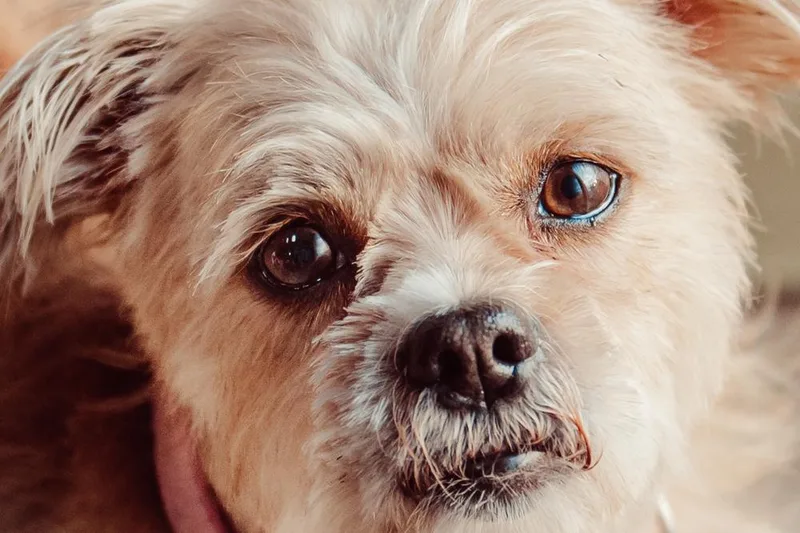 Bell Blossom thumbnail 4