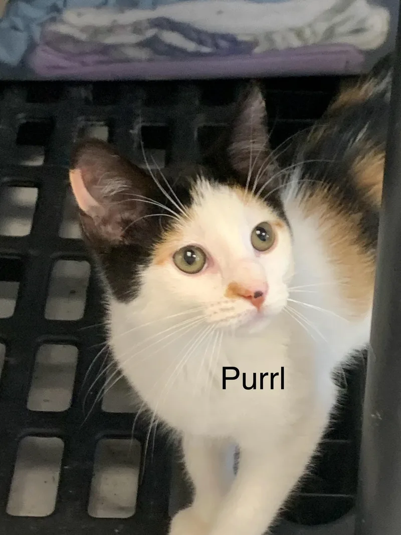 A young medium-sized female Calico cat named Purrl for adoption in Saint Charles, MO