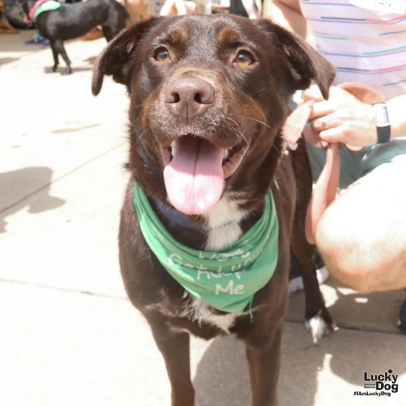 A young medium-sized female Labrador Retriever dog named Susie for adoption in Washington, DC
