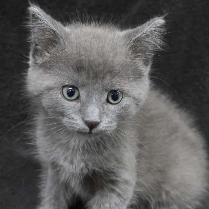 A baby small-sized female Gray / Blue / Silver Domestic Short Hair cat named Bernadette C for adoption in Princeton, MN