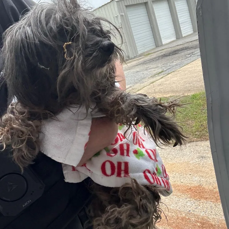 An adult small-sized female Gray / Blue / Silver Mixed Breed dog named Grace for adoption in Columbus, GA