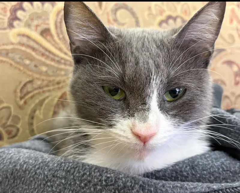 A young medium-sized female Gray & White Domestic Short Hair cat named Alice for adoption in Webster, NY